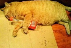 探索糖心VLOG：柚子猫带你领略生活中的小确幸