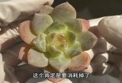多乙在线观看糖心：畅享甜蜜爱情故事，带你进入甜蜜世界