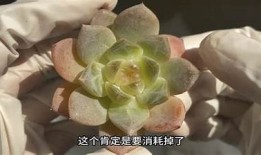 多乙在线观看糖心：畅享甜蜜爱情故事，带你进入甜蜜世界