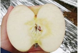 探索国产糖心苹果的营养价值与种植优势研究