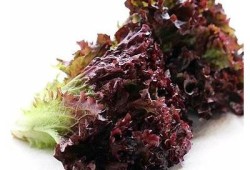 甜美Chloe糖心视频高清完整版，热播精彩片段在线观看