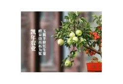 糖心原创免费在线观看，尽享甜蜜故事的欢乐时光