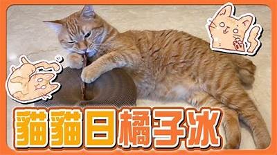 糖心橘子猫：一段温情萌宠成长记，带你体验猫咪的奇幻生活