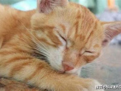 糖心Vlog：柚子猫最新视频免费分享，一起探索可爱日常！