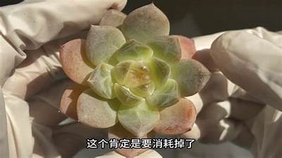 多乙在线观看糖心：畅享甜蜜爱情故事，带你进入甜蜜世界
