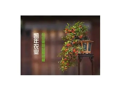 糖心J先生在线视频完整版观看，满足你的好奇心